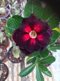2 Pcs Rosy Adenium Obesum Black Red Desert Rose Flowers Seeds