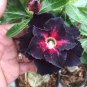 2 Pcs Rosy Adenium Obesum Black Red Desert Rose Flowers Seeds