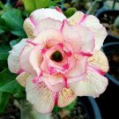2 Pcs Variegated Adenium Obesum Golden Pink Desert Rose Flowers Seeds