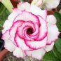 2 Pcs Variegated Adenium Obesum Golden Pink Desert Rose Flowers Seeds
