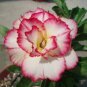2 Pcs Variegated Adenium Obesum Golden Pink Desert Rose Flowers Seeds