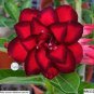 2 Pcs Variegated Adenium Obesum Red Dragon Desert Rose Flowers Seeds