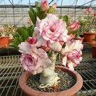 2 Pcs Rosy Adenium Obesum One in Siam Desert Rose Flowers Seeds 2 Pcs Rosy Adenium Obesum One in Siam Desert Rose Flowers Seeds