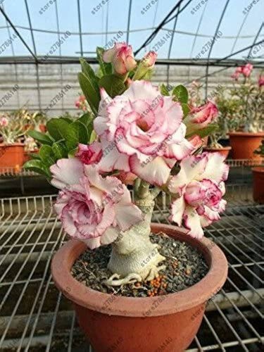 2 Pcs Rosy Adenium Obesum One in Siam Desert Rose Flowers Seeds
