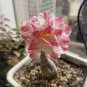 2 Pcs Rosy Adenium Obesum One in Siam Desert Rose Flowers Seeds