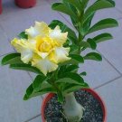 2 Pcs Rosy Adenium Obesum Lucky Yellow Desert Rose Flowers Seeds 2 Pcs Rosy Adenium Obesum Lucky Yellow Desert Rose Flowers Seeds