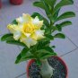 2 Pcs Rosy Adenium Obesum Lucky Yellow Desert Rose Flowers Seeds