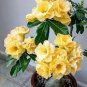 2 Pcs Rosy Adenium Obesum Lucky Yellow Desert Rose Flowers Seeds