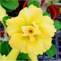 2 Pcs Rosy Adenium Obesum Lucky Yellow Desert Rose Flowers Seeds