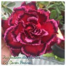 2 Pcs Rosy Adenium Obesum 7th Heaven Desert Rose Flowers Seeds