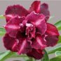 2 Pcs Rosy Adenium Obesum 7th Heaven Desert Rose Flowers Seeds