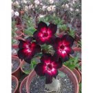 2 Pcs Adenium Obesum RUCKNIRUN Desert Rose Flowers Seeds