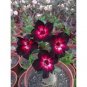 2 Pcs Adenium Obesum RUCKNIRUN Desert Rose Flowers Seeds