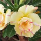 2 Pcs Rosy Adenium Obesum Siam Yellow Desert Rose Flowers Seeds