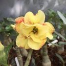 2 Pcs Variegated Adenium Obesum YELLOW GOLD Desert Rose Flowers Seeds
