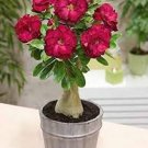 2 Pcs Rare 'big ball' Adenium Desert Rose Seeds
