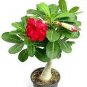 2 Pcs Rare 'big ball' Adenium Desert Rose Seeds