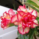 2 Pcs Rare 'King of Comedy' Adenium Desert Rose Seeds 2 Pcs Rare 'King of Comedy' Adenium Desert Rose Seeds