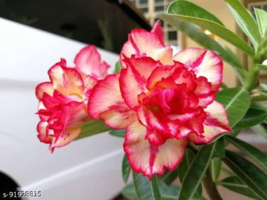 2 Pcs Rare 'King of Comedy' Adenium Desert Rose Seeds