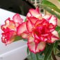 2 Pcs Rare 'King of Comedy' Adenium Desert Rose Seeds