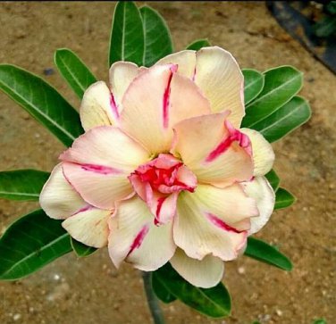 2 Pcs Imported 'nobleness lady' Adenium Desert Rose Seeds
