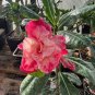 2 Pcs Thai 'embroidery' Adenium Desert Rose Seeds