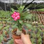 2 Pcs Imported 'whirlwind' Adenium Desert Rose Seeds