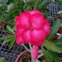 2 Pcs Imported 'whirlwind' Adenium Desert Rose Seeds