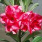 2 Pcs Imported 'whirlwind' Adenium Desert Rose Seeds