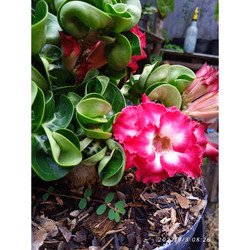 2 Pcs Imported 'sunrise' Adenium Desert Rose Seeds