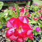 2 Pcs Imported 'sunrise' Adenium Desert Rose Seeds