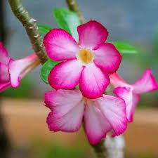 2 Pcs Imported 'sunset glow' Adenium Desert Rose Seeds