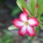 2 Pcs Imported 'sunset glow' Adenium Desert Rose Seeds