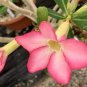 2 Pcs Imported 'sunset glow' Adenium Desert Rose Seeds