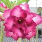 2 Pcs 'Ji Yu' Adenium Desert Rose Bonsai Seeds