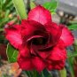 2 Pcs 'Ji Yu' Adenium Desert Rose Bonsai Seeds