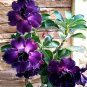 2 Pcs Thai Purple Adenium Desert Rose Bonsai Seeds