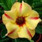 2 Pcs Taiwan 'golden monkey' Adenium Desert Rose Bonsai Seeds