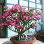 2 Pcs 'Feng Hei' Adenium Desert Rose Bonsai Seeds