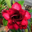 2 Pcs 'Duet' Adenium Desert Rose Bonsai Seeds