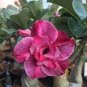 2 Pcs 'Duet' Adenium Desert Rose Bonsai Seeds