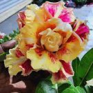 2 Pcs 'Dazzling Girl' Colorful Adenium Desert Rose Bonsai Seeds