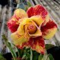 2 Pcs 'Dazzling Girl' Colorful Adenium Desert Rose Bonsai Seeds