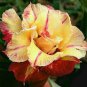 2 Pcs 'Dazzling Girl' Colorful Adenium Desert Rose Bonsai Seeds