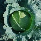 150 Pcs Kilaton F1 Cabbage Seeds