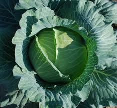 150 Pcs Kilaton F1 Cabbage Seeds