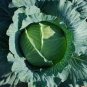 150 Pcs Kilaton F1 Cabbage Seeds