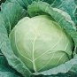 150 Pcs Kilaton F1 Cabbage Seeds