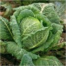 150 Pcs Savoy Cabbage Seeds