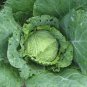 150 Pcs Savoy Cabbage Seeds